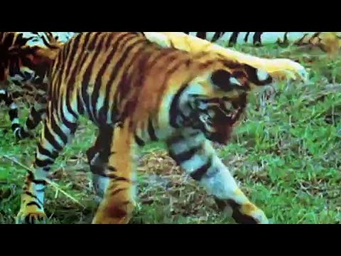 The Most Extreme- Killer Cats