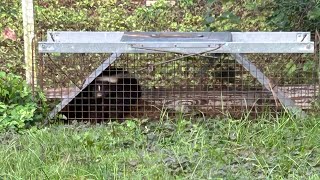 Releasing 4th skunk