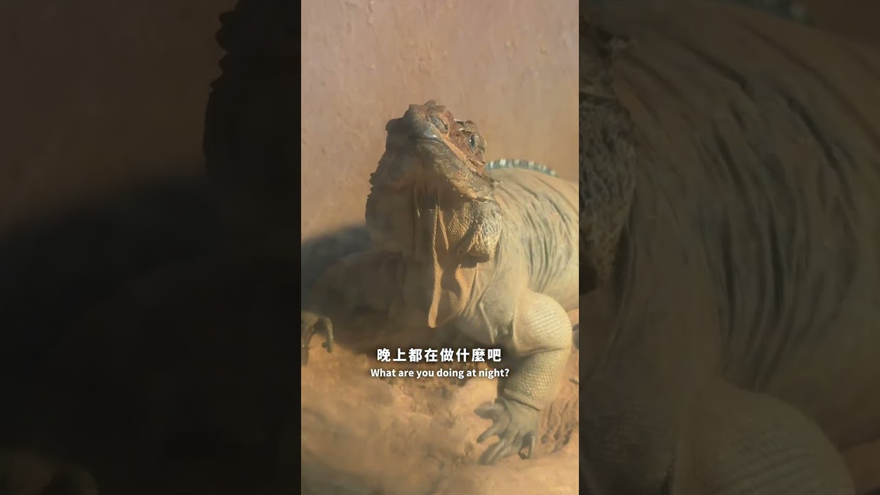 🏆 木柵動物園夜之動物園20週年！暑假限定只剩5天🌙 #木柵動物園 縮圖