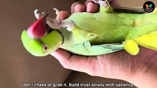5 mistakes every parrot parent should avoid 🦜💚