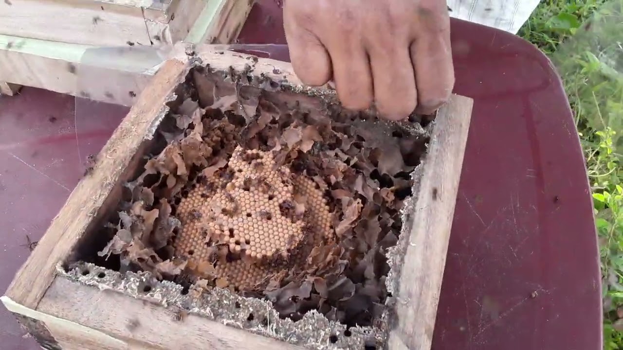 Division de Scaptotrigona Postica