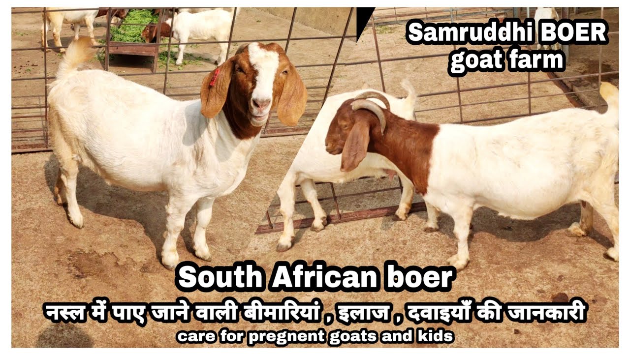 Medicine Management, diseases in Boer Goats And Care of Female goats