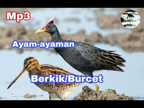 Suara pikat burung sawah Ayam-ayaman campur Duo Berkik