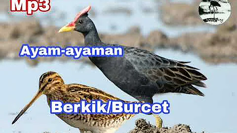 Suara pikat burung sawah Ayam-ayaman campur Duo Berkik