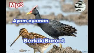 Suara pikat burung sawah Ayam-ayaman campur Duo Berkik