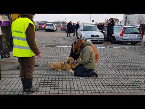 Video: Denna Hund Lärde Sig Att Bli En Mästersurfare I Södra Kalifornien