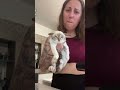 बिल्ली को जब नहलाया गया 😹 तो मच गया बवाल! | Billu Ka Bath Time 🛁 #cat #shorts #funny #kitten