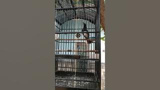 KACER RASA CIGUN/MANTAP ROYAL TEAM KEDIRI JAWA TIMUR