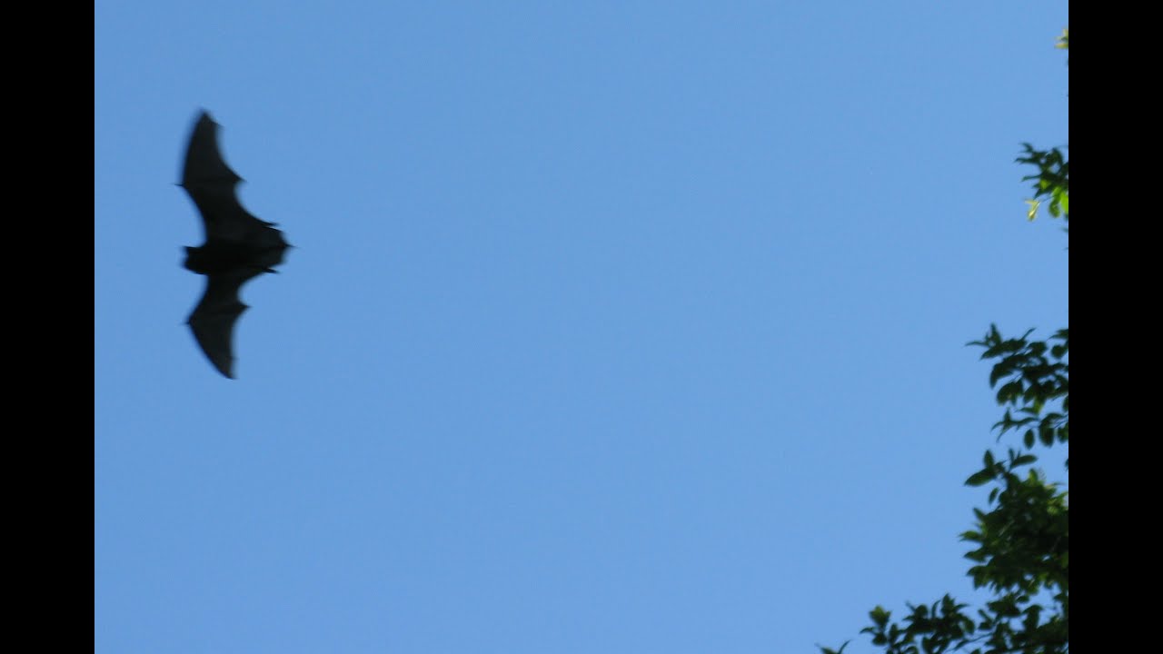 Lepakko päivänvalossa 2