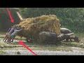 কাঁদা পানির মধ্যে ধান বোঝায় মহিষের গাড়ি কত কষ্ট করে চলাচল করে দেখুন Buffalo cart Bangladesh