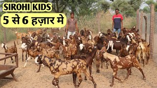 Kam kimat main Shandar sirohi kids At Laxman Goat farm