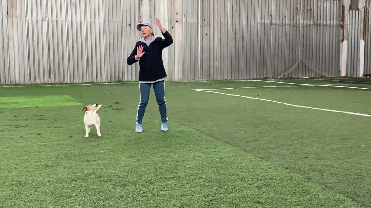 Танцы с собаками Dog dance Света Тимошина & Терра Танец "Девчата" Тренировка