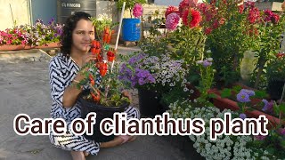 Clianthus plant care || complete care about kaka beak plant || @surbhisplants7180