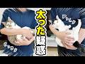 太った疑惑の猫たちの体重を測ってみた結果‥