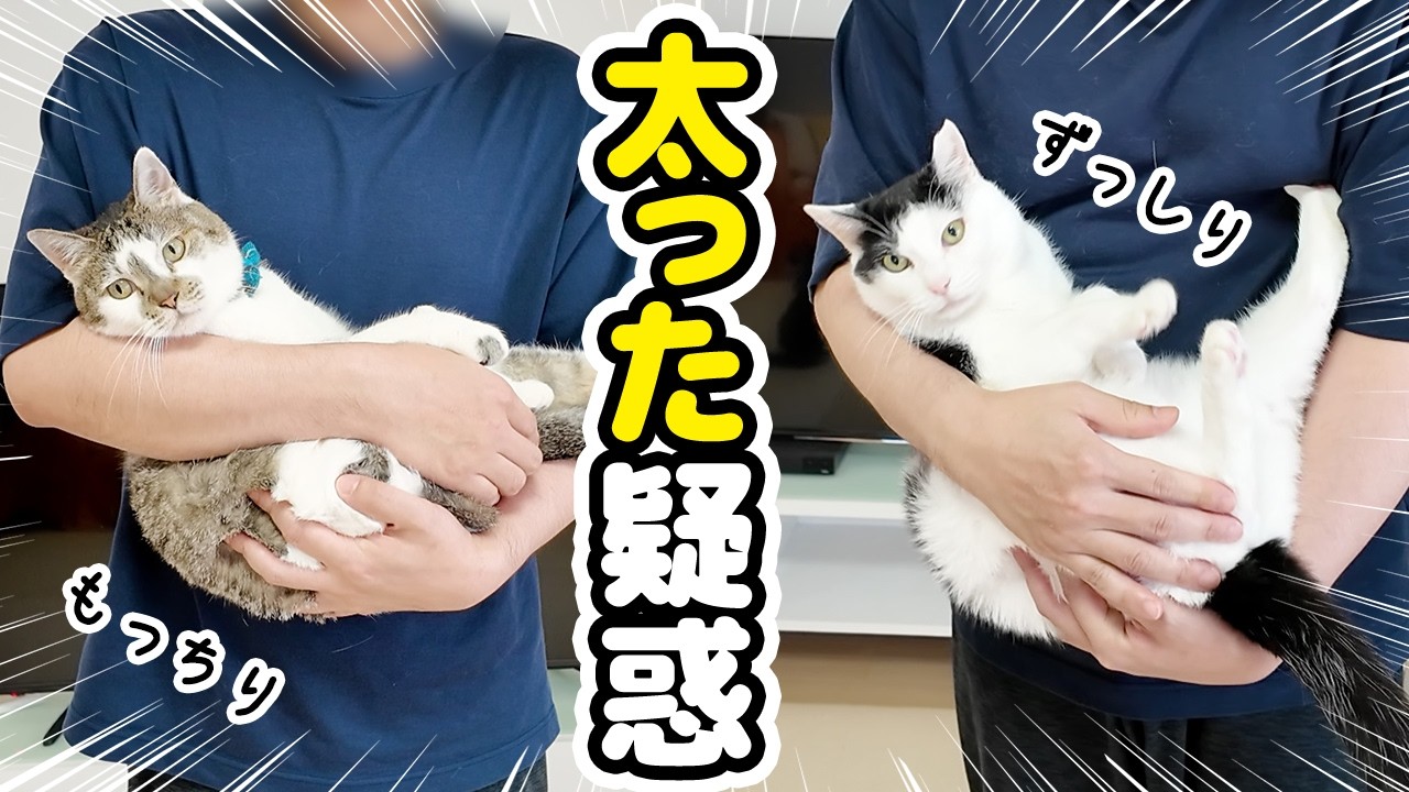 ささみんっ⌘ 猫、また太った様。専用 We weighed the cats suspected of being overweight, and here are