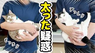 太った疑惑の猫たちの体重を測ってみた結果‥