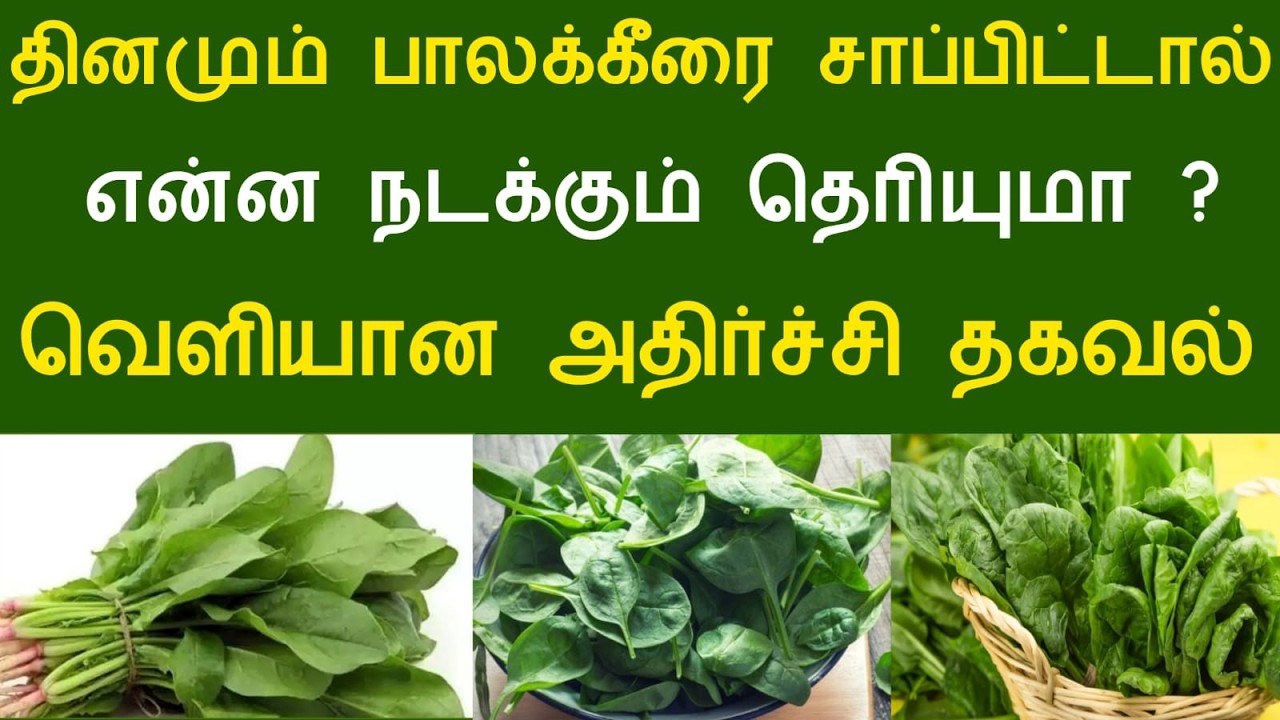 தினமும் பாலக்கீரை சாப்பிட்டால் என்ன நடக்கும் தெரியுமா ? வெளியான அதிர்ச்சி தகவல்