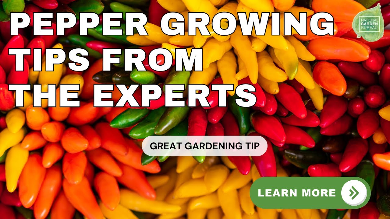 Ask The Experts: Tips for Growing Peppers in Your Garden - YouTube
