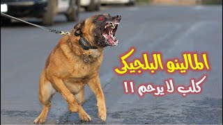 كلب المالينو .. اخطر كلاب الحروب والاغتيالات