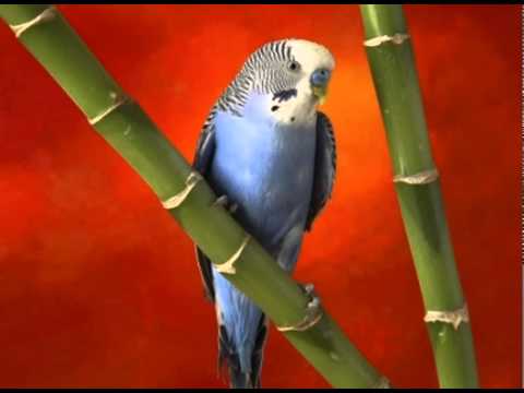 Пение Волнистых Попугаев. Singing Budgies - YouTube