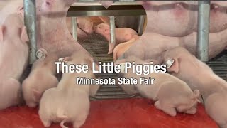 These Little Piggies: Piglets and Their Mamas at Miracle of Birth Center at the Minnesota State Fair