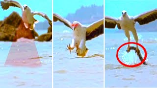 One In A Million Moments From Nature 🔥 (NEW) One In A Million Moments From Nature 🔥 (NEW)