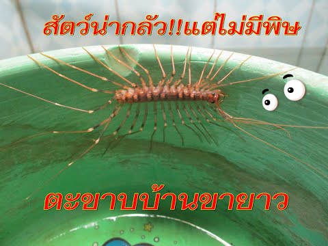 #สัตว์น่ากลัว #ตะขาบบ้านขายาว เป็น #สัตว์แปลก แต่ไม่มีพิษ #มีสวนข้างบ้าน #Scutigera coleoptrata