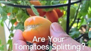 Reasons Your Tomatoes Are Splitting