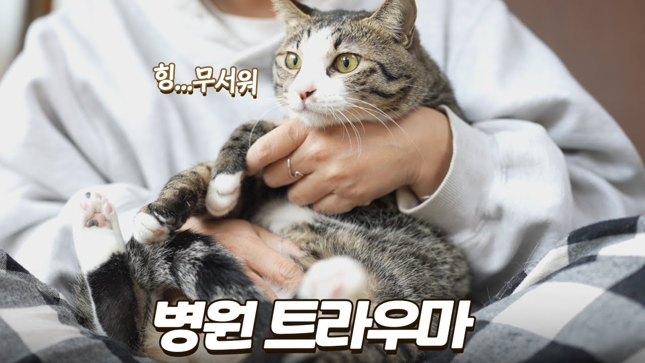 개냥이였던 고양이가 병원에 다녀온 이후로 180도 달라졌어요 ㅜㅜ | 도도야... 너까지 왜그래