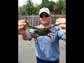 Kent Narrows crabbing with Crap Traps  in Early September 2015.