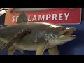 Sea Lamprey Mp3 Song