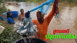 สูตรแหดีจริงมั้ยคลิปนี้มีคำตอบ หว่านแหจับปลาน้ำแดงลำน้ำเชิญ Catch fish using nets in Thailand.