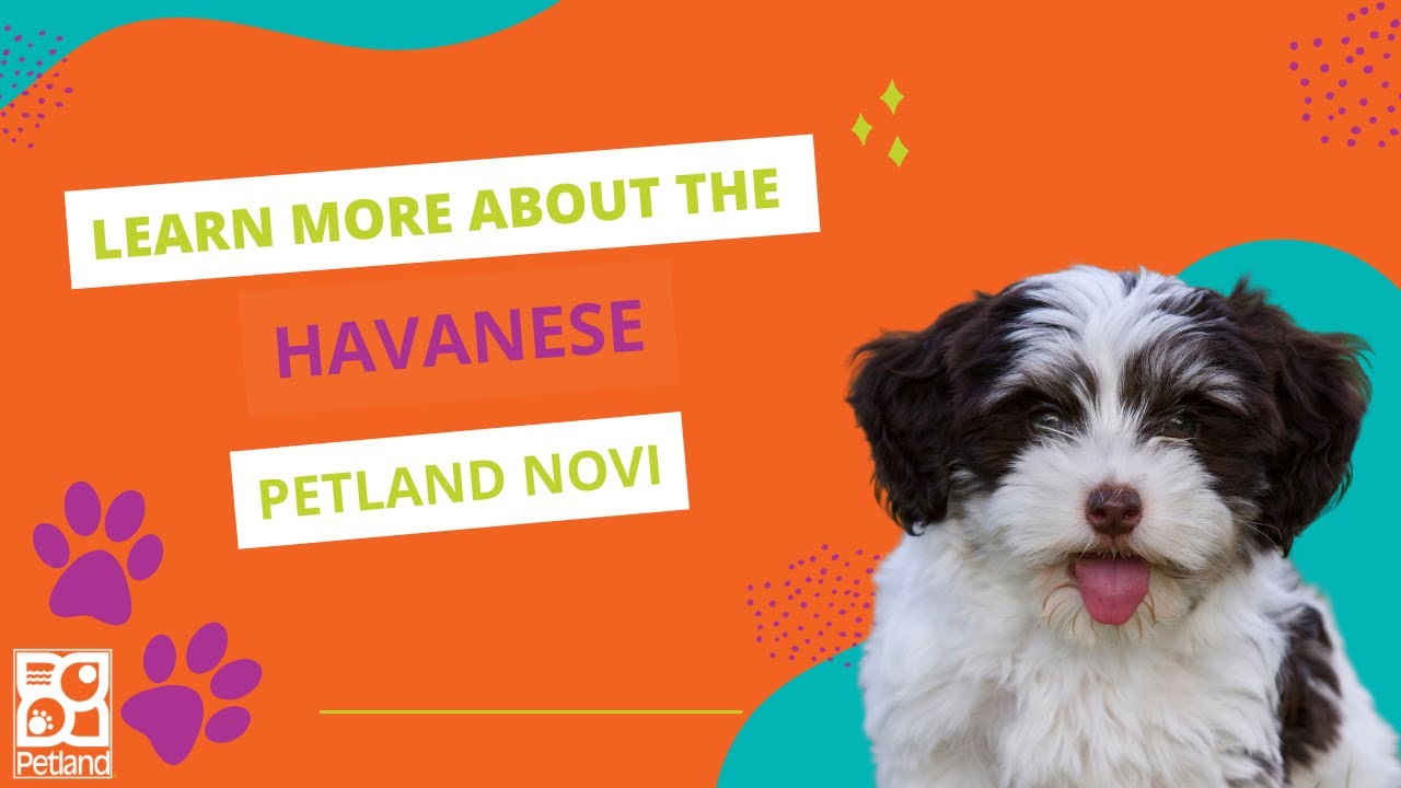 Learn Havanese Fun Facts