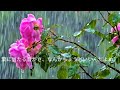 春の雨が薔薇の枝葉に降り続く|やさしい雨音に包まれる静かな時間