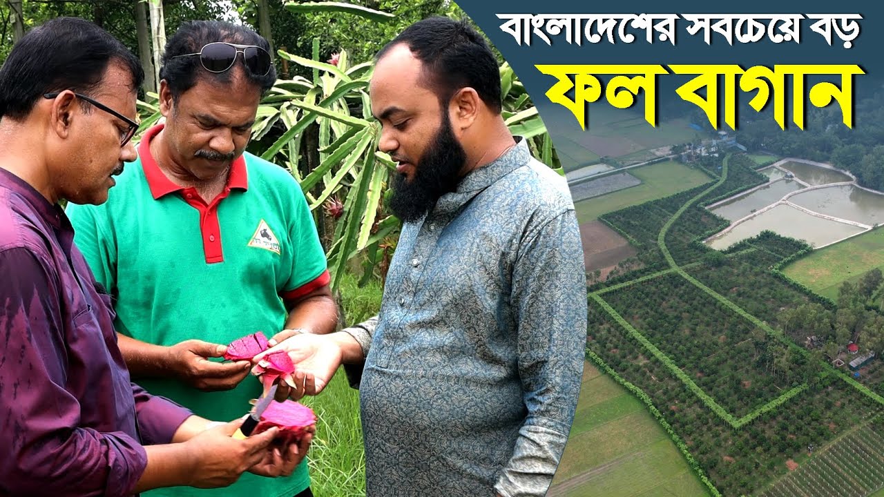 924-এবার দেখুন বাংলাদেশের সবচেয়ে বড় ফল বাগান- র.ই মানিক চিত্রপুরী। R.I.Manik.Chitrapuri Krishichitra