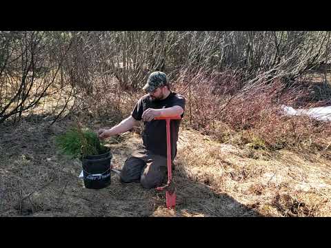 Video: Menanam Pokok Tamarack: Maklumat Dan Penjagaan Pokok Tamarack