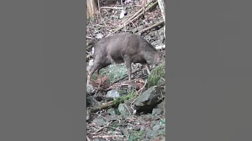 Sika Secrets Uncovered By Japan S Trail Cameras Shorts Animals Wildlife Deer Sikadeer 