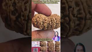 Extremely very huge size in the world 43mm 8grams 16mukhi powerful nepal rudraksha.