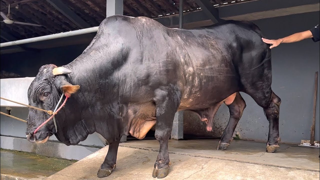 SAPI MONSTER TERBARU SETIA FARM, akan menuju Kontes Jember ?? 🔥