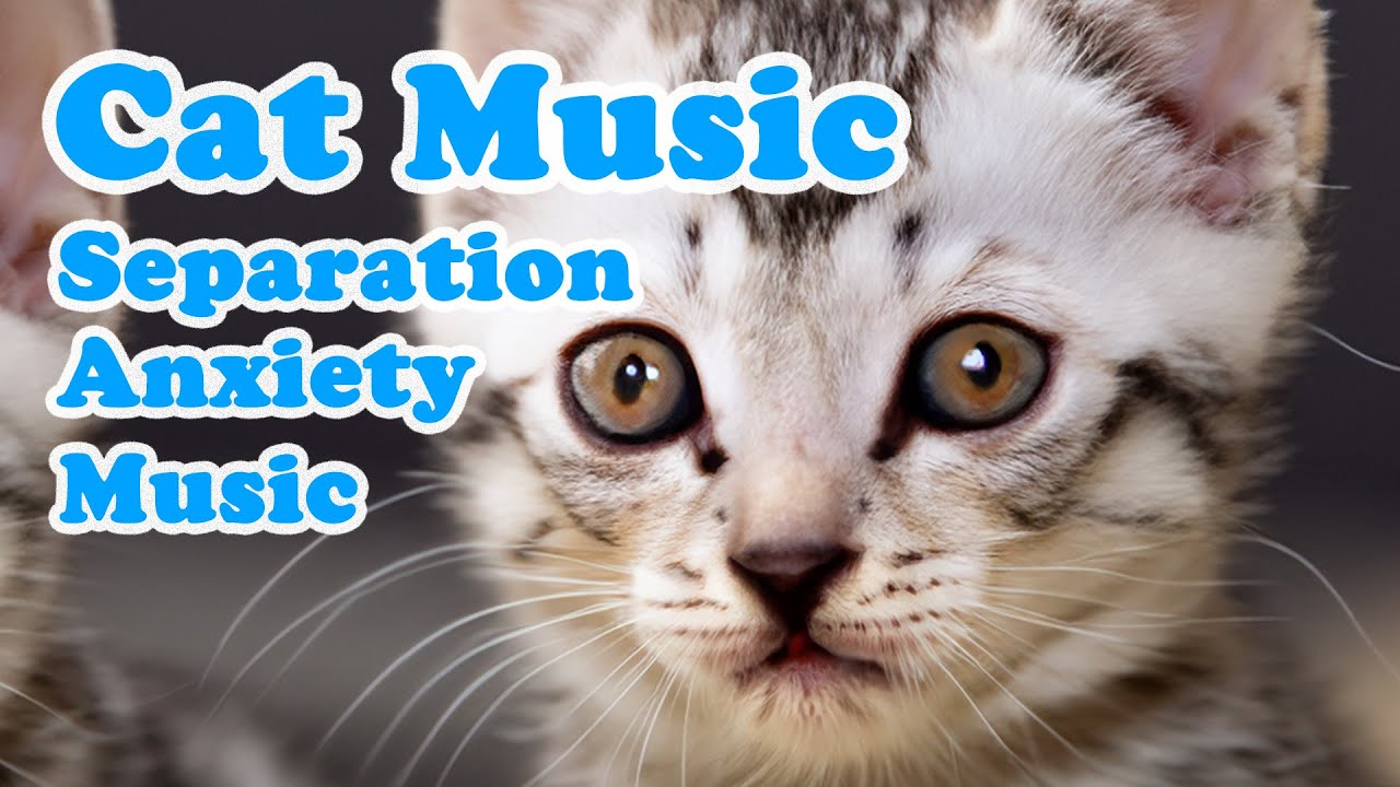 Picture of Songs for Nervous Cats! Soothing Music to Calm Your Hyperactive ...