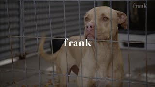 Abbey and the Bull Breeds