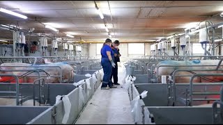 Восточно-Сибирский свинокомплекс расширяет производство