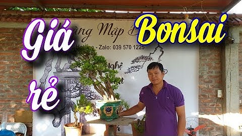 SH.5210. Bonsai giá rẻ vườn Hoàng Mập xã Tích Giang Phúc Thọ Hà Nội. ĐTDĐ 0395.701.225.