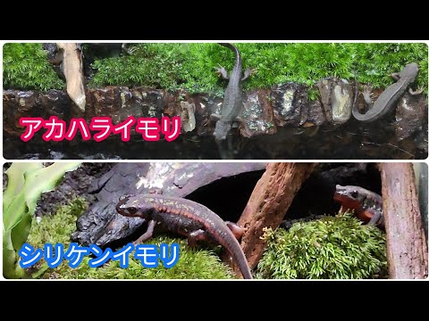 アカハライモリ と オキナワシリケンイモリ 飼育をするならどっち アカハライモリとオキナワシリケンイモリの違いは