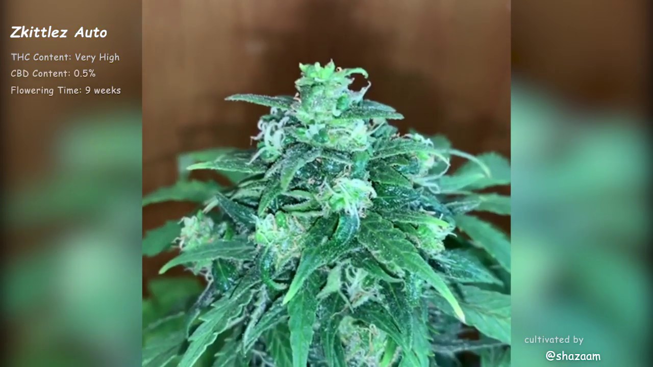 Zkittlez Auto//Fast Buds Seeds//Grow Compilation