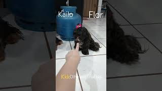 kk kailo flor
