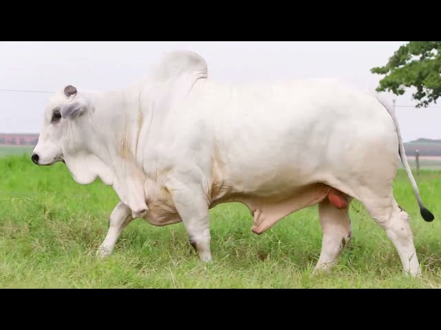 Lote 13   Leilão Trio Bonsucesso   Etapa Touros