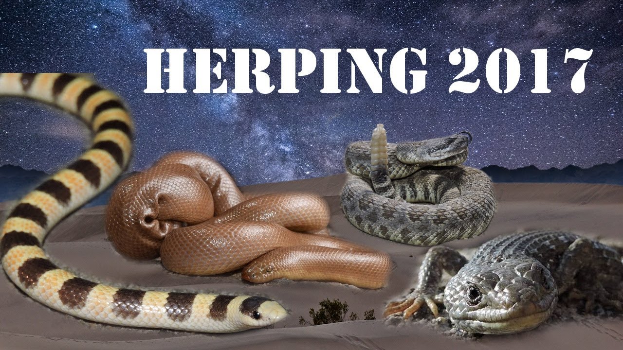 amphibians nedir Herping 2017