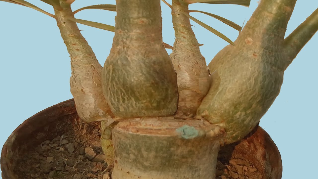 Customize Adenium Caudex by V Grafting Seedlings YouTube
