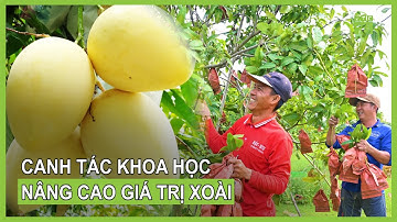 Nâng cao giá trị xoài nhờ canh tác khoa học | VTC16